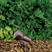 15231AZT Lighting/Outdoor Lighting/Landscape & Path Lighting