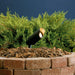 15384BKT Lighting/Outdoor Lighting/Landscape & Path Lighting